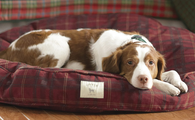 Round Dog Bed, Orvis